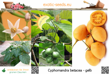 Cyphomandra betacea 'yellow', Tamarillo, 20 Samen